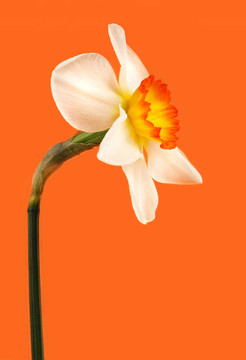 黃水仙的花