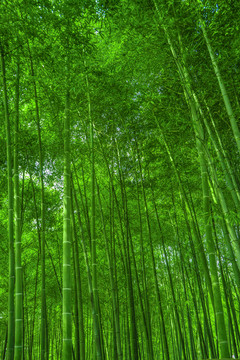 竹子 竹枝 竹林素材