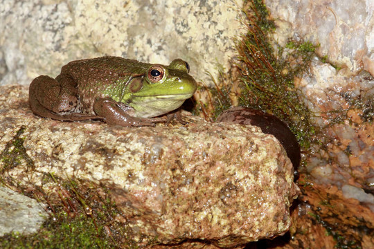 岩石上的绿色青蛙