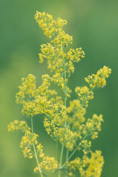 黃色的野花