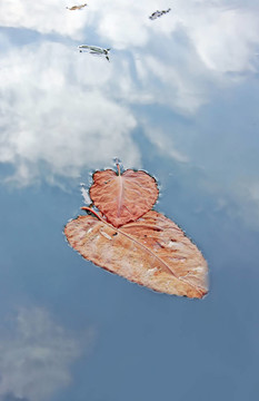 葉片在水