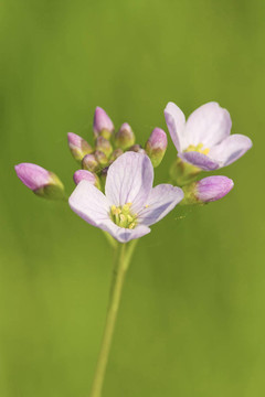 杜鵑花