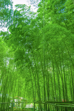 陽光竹林 竹林 竹子 竹枝
