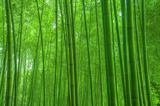 陽光竹林 竹林 竹子 竹枝
