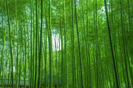 陽光竹林 竹林 竹子 竹枝