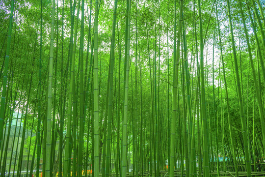 陽光竹林 竹林 竹子 竹枝