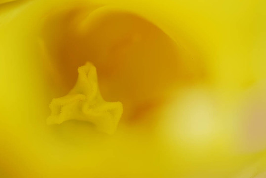 黃色郁金香16