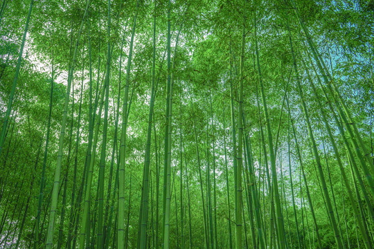 竹林 竹子 竹枝 竹林背景高清