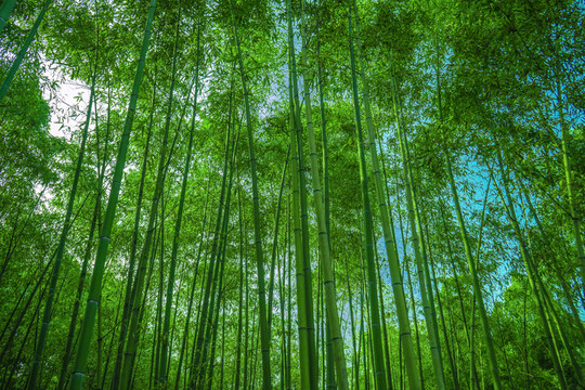 竹林 竹子 竹枝 竹林背景高清
