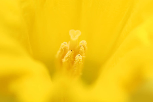 水仙花的宏