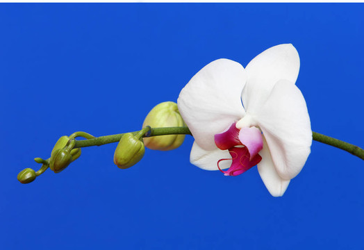 白蘭花
