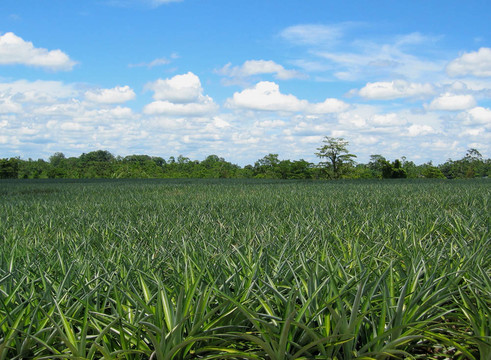 野菠蘿