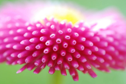 粉紅色的雛菊