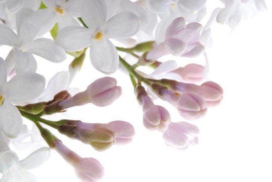 紫色的丁香花