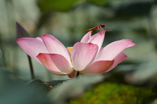 粉紅蓮花上的蜻蜓