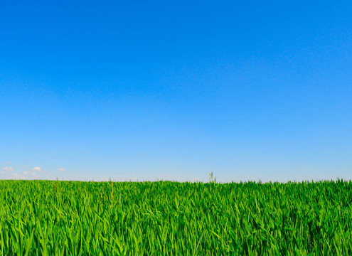 綠色grass_10