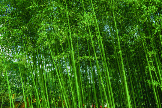 竹子高清 竹林背景 竹枝