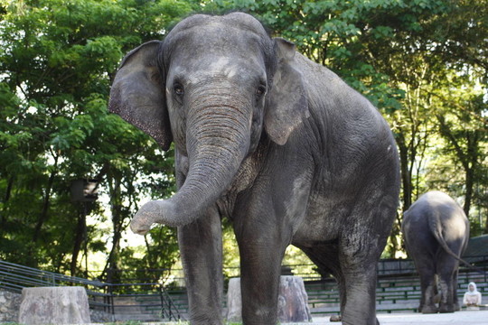 動物園大象逼近