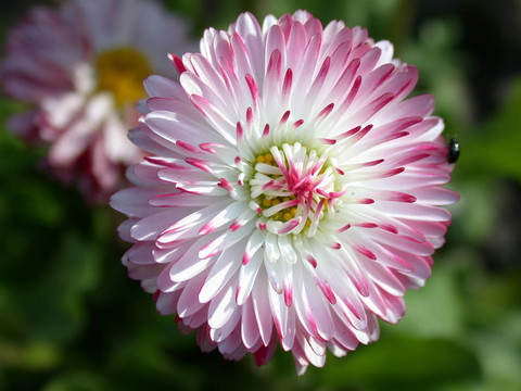 雛菊