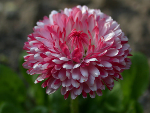 雛菊