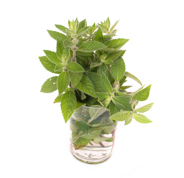 綠色草本植物