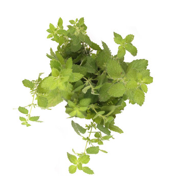 綠色草本植物
