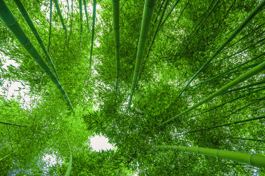竹子高清 竹林背景 竹枝