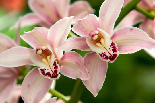 吸蟲的蘭花。