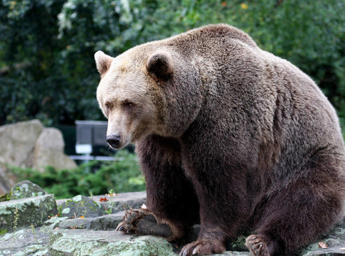 Brown Bear肖像