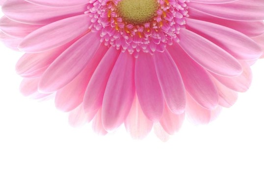 粉色非洲菊