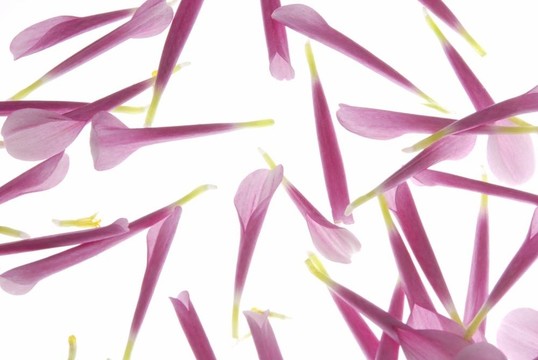 粉紅色的花瓣