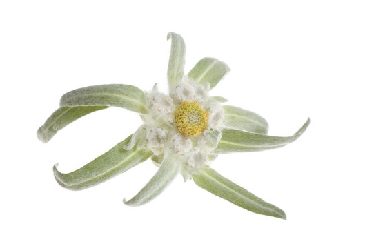 雪絨花