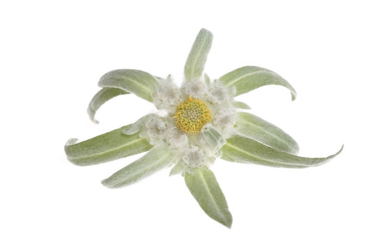雪絨花