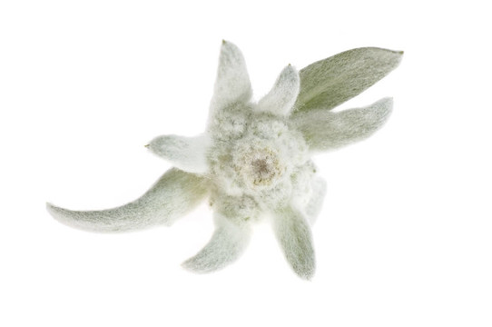 雪絨花