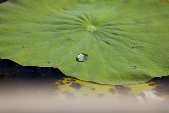 滴雨