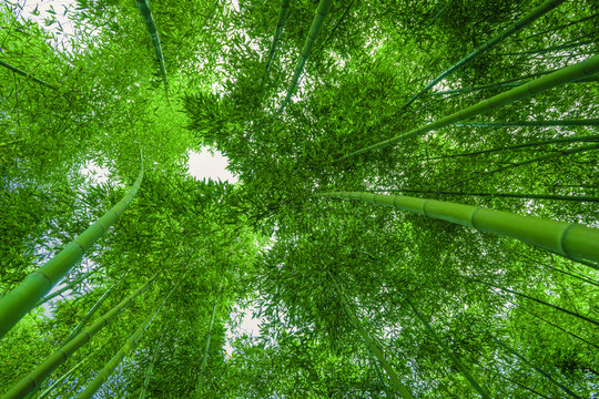 竹子高清 竹林背景 竹枝