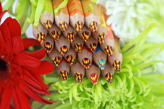 彩色鉛筆和菊花