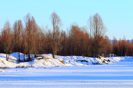 雪野樹林