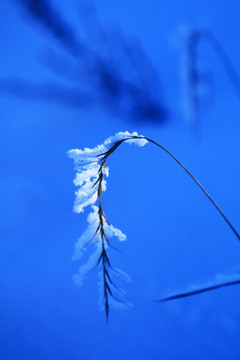 野草霜花