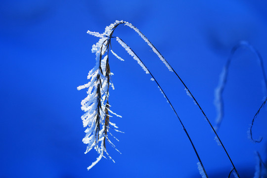 野草霜花