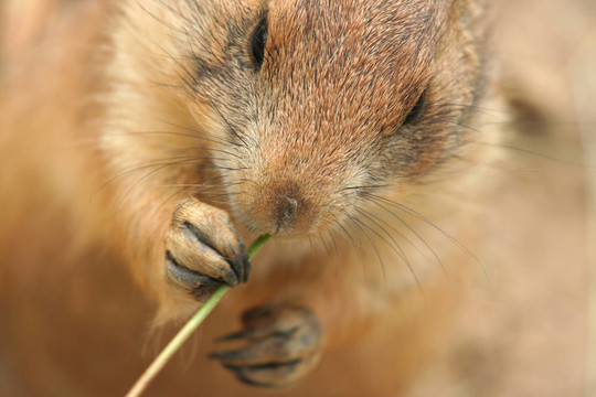 草原狗食草