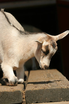 小山羊休息