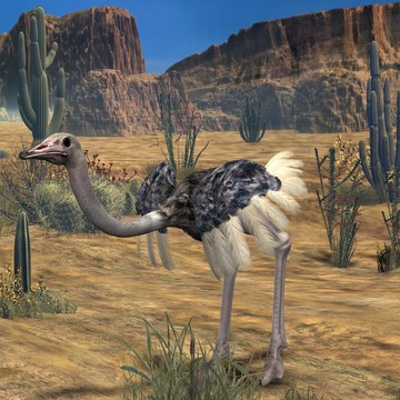 ostrich-3d動物