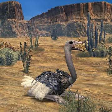 ostrich-3d動物