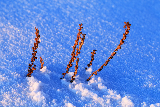 雪原野草雪景