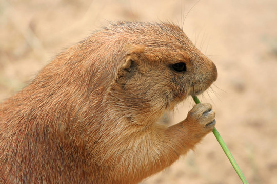 草原狗食草