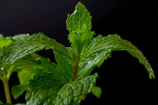 薄荷
