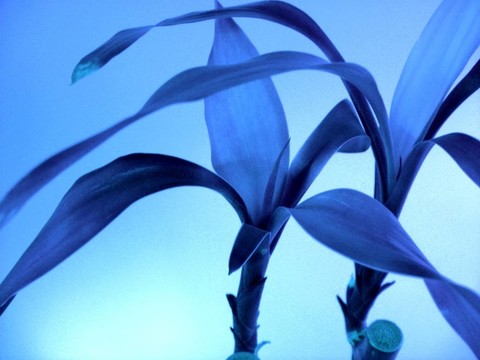 藍(lán)竹