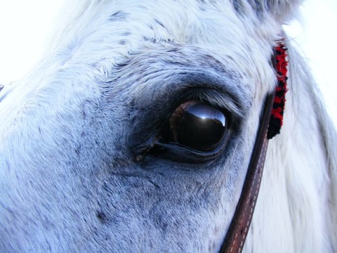 equino日落