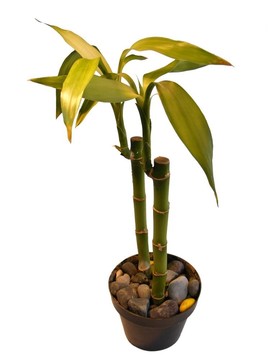 竹類植物